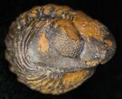 Bargain Enrolled Barrandeops (Phacops) Trilobite #11300-1